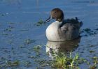 pintail_251010a.jpg