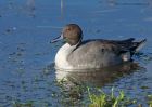 pintail_251010b.jpg