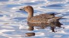 Filename=pintail_291012d.jpg
Filesize=223KB
Dimensions=1000x568
Date added=Dec 05, 2012 pintail_291012d.jpg