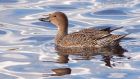 pintail_291012d.jpg