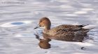 pintail_291012f.jpg