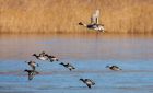 pintail_300110a.jpg