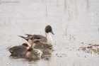 pintail_LM_131119a.jpg