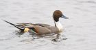 pintail_MiM_160120a.jpg