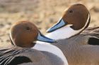 pintail_MiM_270220a.jpg