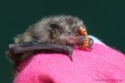 pipistrelle_040812b.jpg