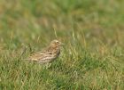 pipit_0204d.jpg