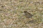 pipit_080413o.jpg