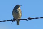 pipit_0910a.jpg