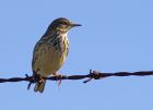 pipit_0910b.jpg