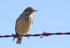 pipit_0910c.jpg