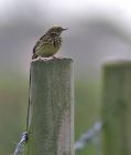 pipit_1704c.jpg