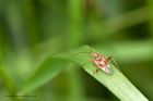 plantBug_160613b.jpg