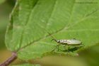 plantBug_290612a.jpg