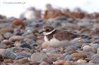 plover_131012b.jpg