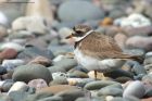 plover_200813n.jpg