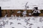 Filename=plover_220211a.jpg
Filesize=311KB
Dimensions=1000x667
Date added=Feb 24, 2011 plover_220211a.jpg