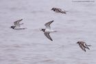 plover_220211b.jpg