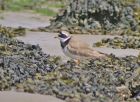 plover_2405b.jpg