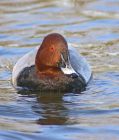 Filename=pochard_0303a.jpg
Filesize=146KB
Dimensions=685x800
Date added=Aug 19, 2008 pochard_0303a.jpg