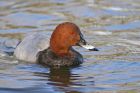 pochard_0303b.jpg