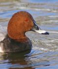 pochard_0303c.jpg