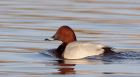 Filename=pochard_040110b.jpg
Filesize=187KB
Dimensions=1000x550
Date added=Jan 05, 2010 pochard_040110b.jpg