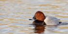 pochard_040110e.jpg