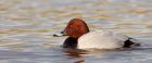 Filename=pochard_040110f.jpg
Filesize=221KB
Dimensions=1000x417
Date added=Jan 05, 2010 pochard_040110f.jpg