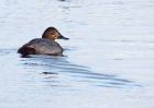 pochard_051209a.jpg