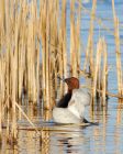 pochard_060108c.jpg