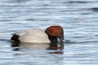 pochard_060213b.jpg