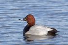 pochard_060213e.jpg