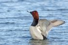 pochard_060213f.jpg