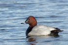 pochard_060213g.jpg