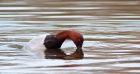 pochard_060310c.jpg