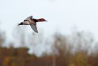 pochard_071108a.jpg