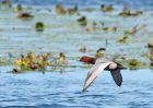 pochard_080909b.jpg