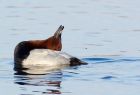 pochard_151207a.jpg