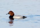 pochard_151207b.jpg