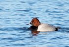 pochard_170109c.jpg