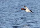 pochard_170111a.jpg