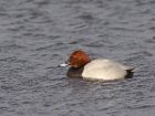 pochard_1701d.jpg