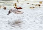 Filename=pochard_180909a.jpg
Filesize=198KB
Dimensions=800x571
Date added=Sep 18, 2009 pochard_180909a.jpg