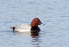 pochard_200109a.jpg