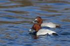 pochard_220214a.jpg