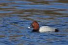 pochard_220214e.jpg