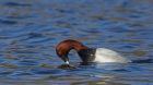 pochard_220214r.jpg