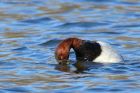 pochard_220214u.jpg