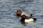 pochard_240108a.jpg